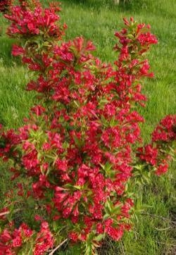 锦带花图片 好看的锦带花图片 锦带花植物图片