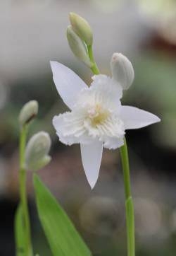 白芨花图片 白芨图片 白芨植物图片