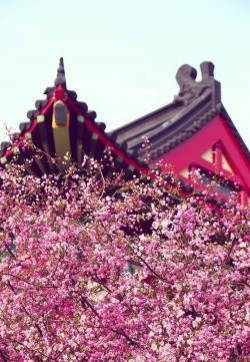 杏花图片  唯美杏花图片  杏花植物图片