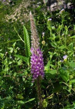 猫尾草花图片  猫尾草图片   猫尾草植物图片
