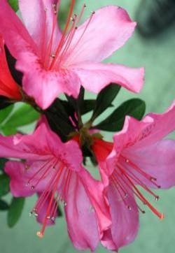 毛鹃花图片  毛鹃图片  毛鹃植物图片