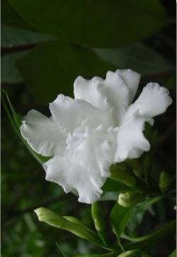 狗牙花图片  唯美的狗牙花图片 狗牙花植物图片