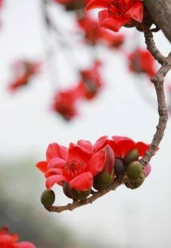 木棉花图片  木棉图片  木棉植物图片