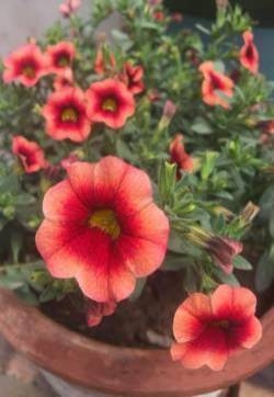 矮牵牛花图片 矮牵牛图片 矮牵牛植物图片