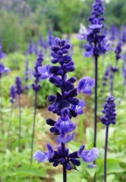 蓝花鼠尾草图片 蓝花鼠尾草花图片 蓝花鼠尾草植物图片