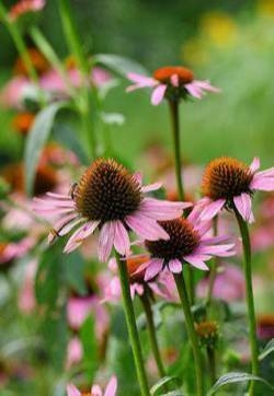 松果菊花图片 松果菊图片 松果菊植物图片图片 松果菊花图片 松果菊图片 松果菊植物图片图片