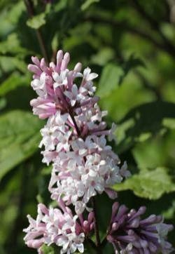 红丁香花图片  红丁香图片  红丁香植物图片