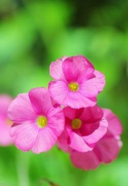 红花醡浆草图片 红花醡浆草花图片 红花醡浆草植物图片 野菜图片