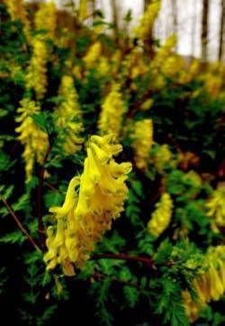 黄堇花图片  黄堇图片  黄堇植物图片图片