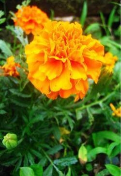 金盏花图片 的金盏花图片 金盏花植物图片