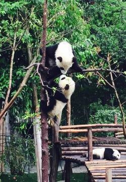 成都大熊猫繁育基地  成都风景图片