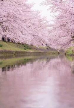 日本奈良旅游樱花风景摄影图片：樱花散落的时候你在哪里