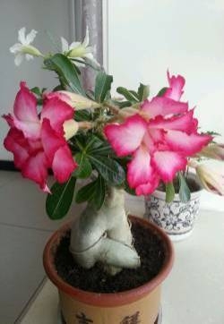 沙漠玫瑰花图片  沙漠玫瑰图片  沙漠玫瑰植物图片