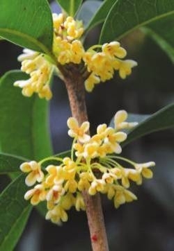 桂花