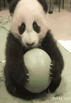 搞笑动物gif图片 动物熊猫gif动态图片