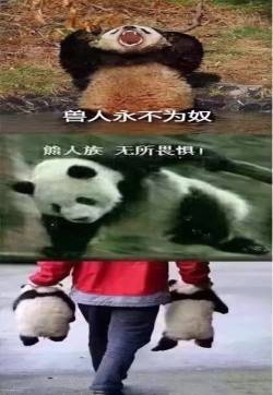 搞笑大熊猫表情包图片