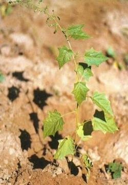 杂配藜图片 杂配藜草本野菜植物图片