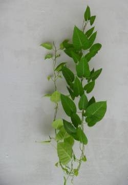 篱打碗花图片  篱打碗花藤本野菜植物图片