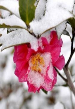 雪中茶花唯美花卉摄影图片