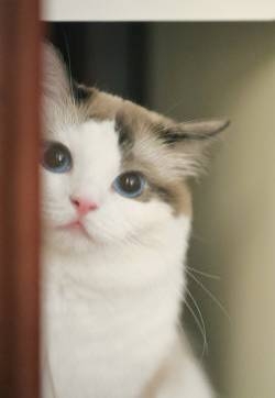 猫咪头像图片  萌宠小动物头像图片