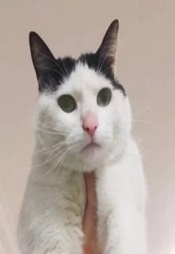 可爱小猫咪头像图片 铲屎官头像图片