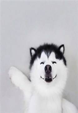 可爱二哈头像图片 萌宠哈士奇头像图片