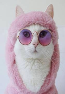 可爱喵星人头像图片 小猫咪头像图片