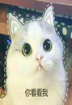 猫咪版撒娇专用表情包