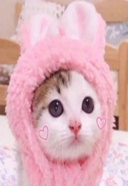 萌宠头像呆萌可爱猫咪头像图片
