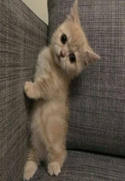 微信小猫咪头像图片 萌宠动物头像图片