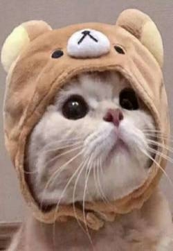 情侣头像 可爱萌宠呆萌猫咪头像图片