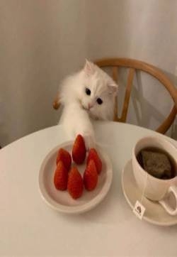 最新qq呆萌猫咪情侣头像图片
