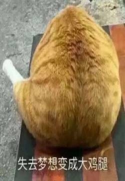 抖音七夕情侣萌宠搞笑头像图片