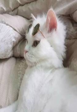 可爱萌宠小猫咪头像图片