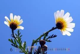 2013年6月月历壁纸浪漫情侣植物