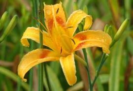 花朵鲜艳桌面壁纸之美丽花朵