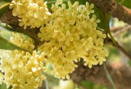桂花香桌面壁纸之香气花朵