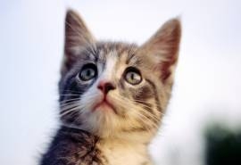 精选黄条纹可爱猫咪图片桌面壁纸
