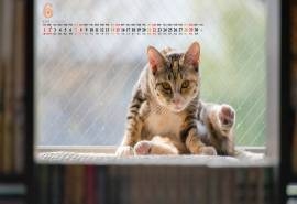 2014年6月日历壁纸可爱猫咪图片