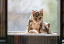 可爱猫咪图片高清电脑桌面壁纸