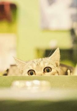 可爱萌宠小猫猫卖萌图片手机壁纸