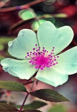绿色大自然清新护眼植物iphone苹果手机壁纸