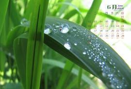 2014年6月日历壁纸微距植物素材美丽风景图片
