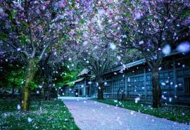 浪漫唯美落花场景美丽风景图片电脑桌面壁纸