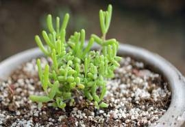 小清新的多肉植物盆栽桌面壁纸高清
