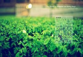 2014年八月月历清新绿色虎眼笔记本桌面壁纸