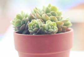 多肉植物绿色护眼高清宽屏电脑桌面壁纸