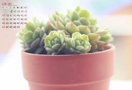 2014年7月日历绿色多肉植物高清电脑桌面壁纸