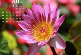 2014年8月日历唯美睡莲高清电脑桌面壁纸
