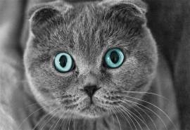 可爱萌宠苏格兰折耳猫桌面壁纸高清